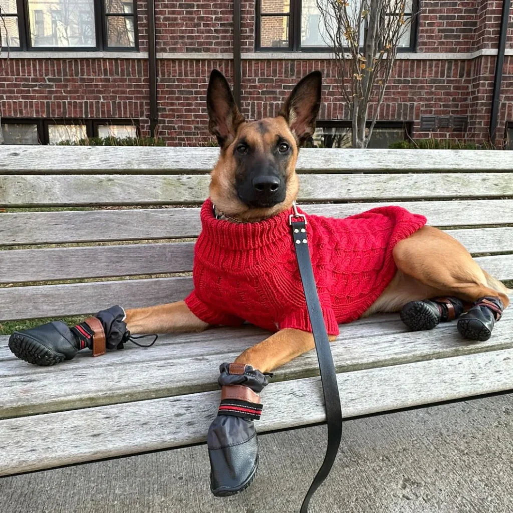 Qumy-Pets-Dog-Boots-Dog-Bench