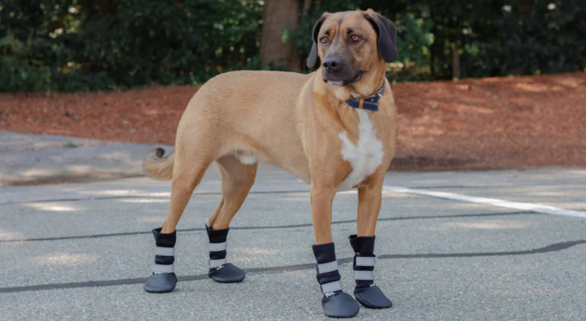 Qumy-Pets-Dog-Boots-Dog-Brown