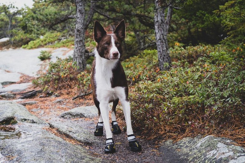 Qumy-Pets-Dog-Boots-Dog-White