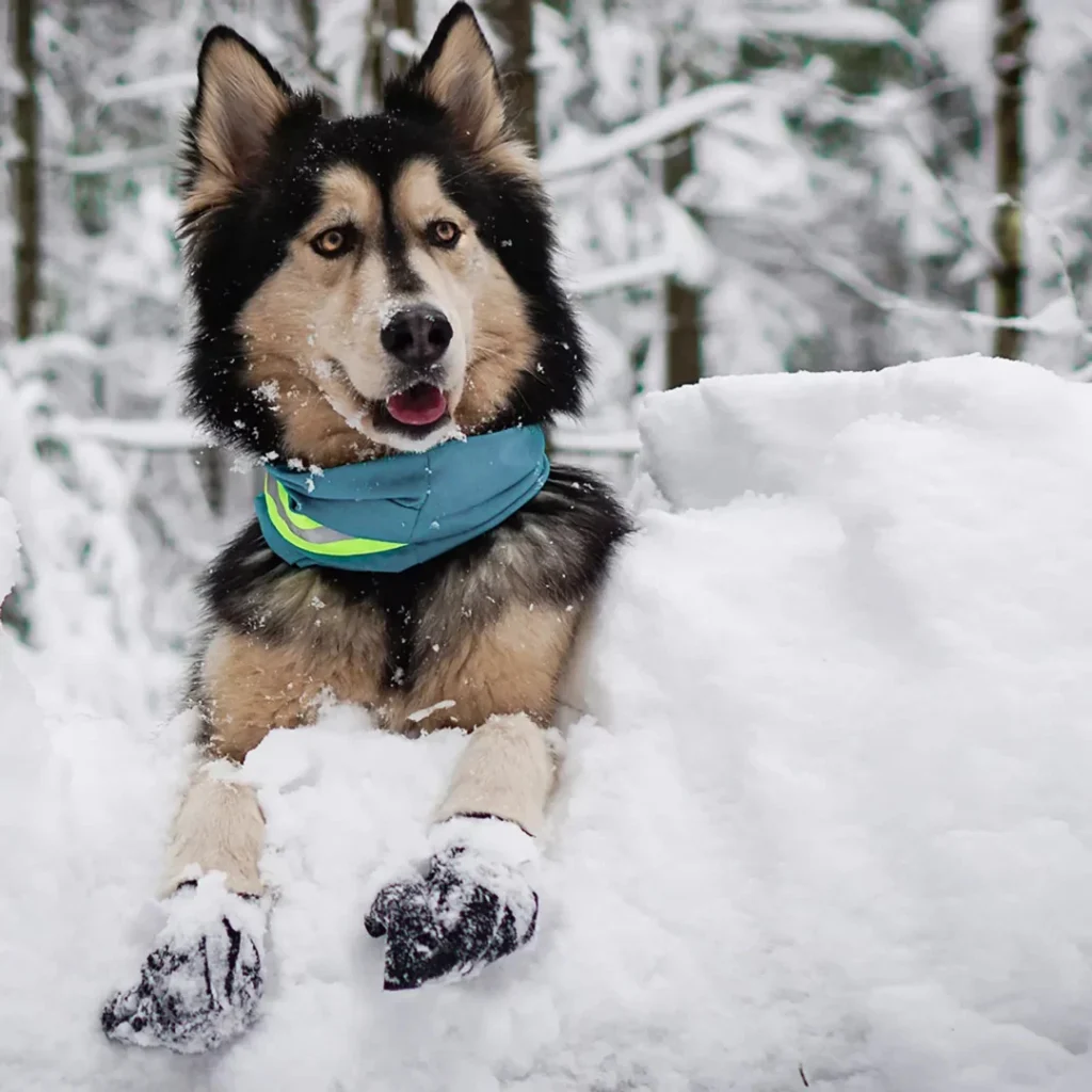 Qumy-Pets-Dog-Boots-Dog-White-Snow